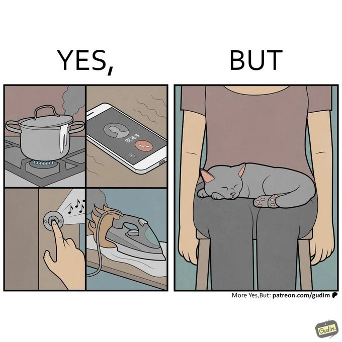 gato durmiendo regazo prioridad