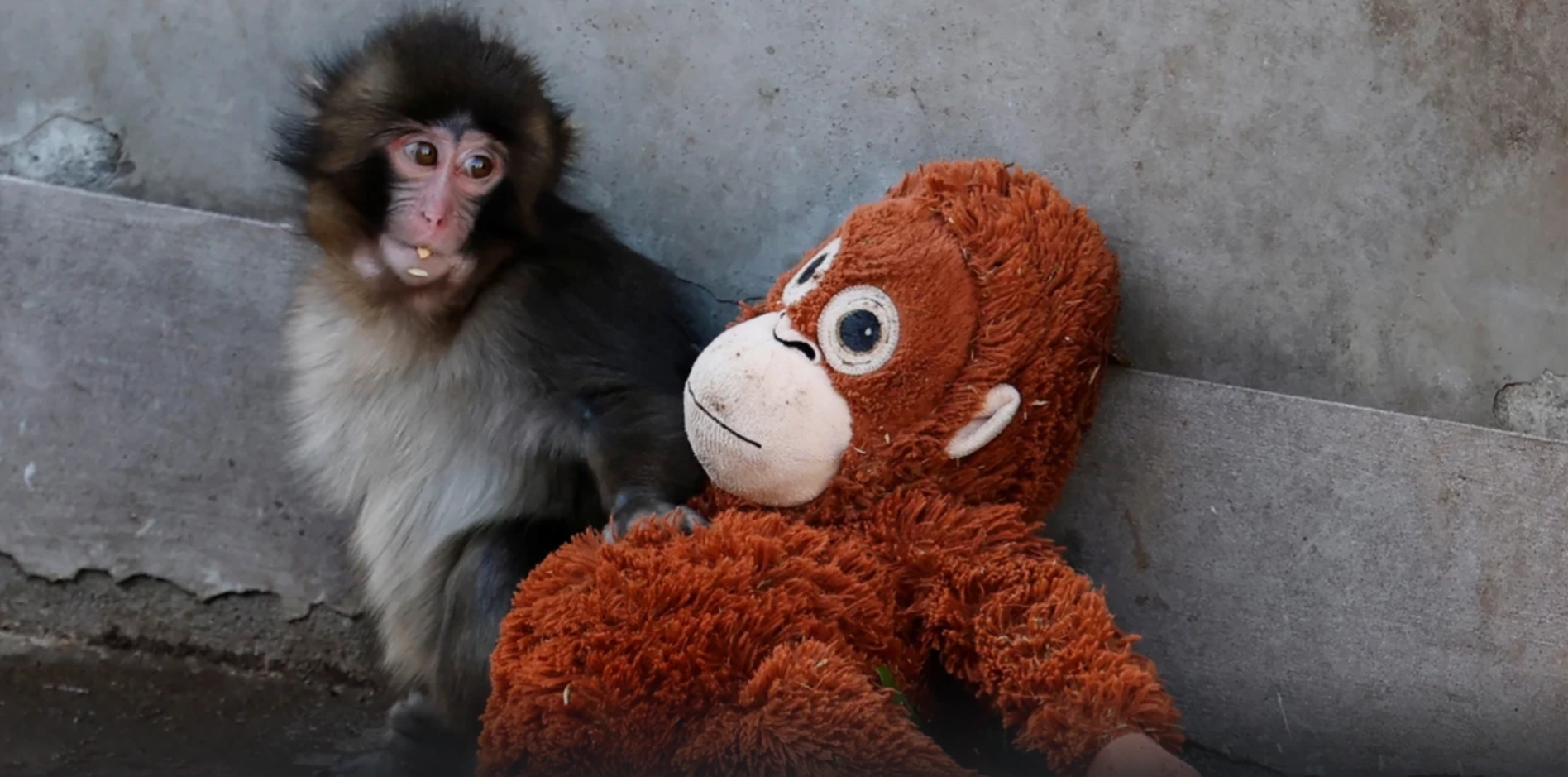 El peluche mono de IKEA con puncho es el zoologico