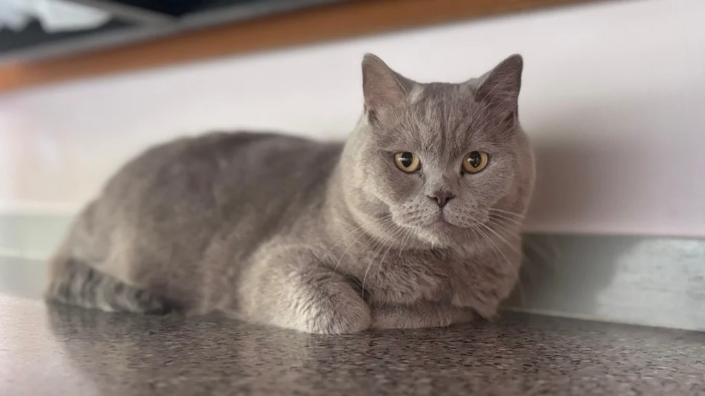 Igor gato gris britanico