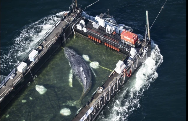 Una ballena gris de gran tamaño se encuentra dentro de una estructura de contención flotante en medio del mar. La embarcación especializada parece estar diseñada para el transporte o rescate del animal marino.