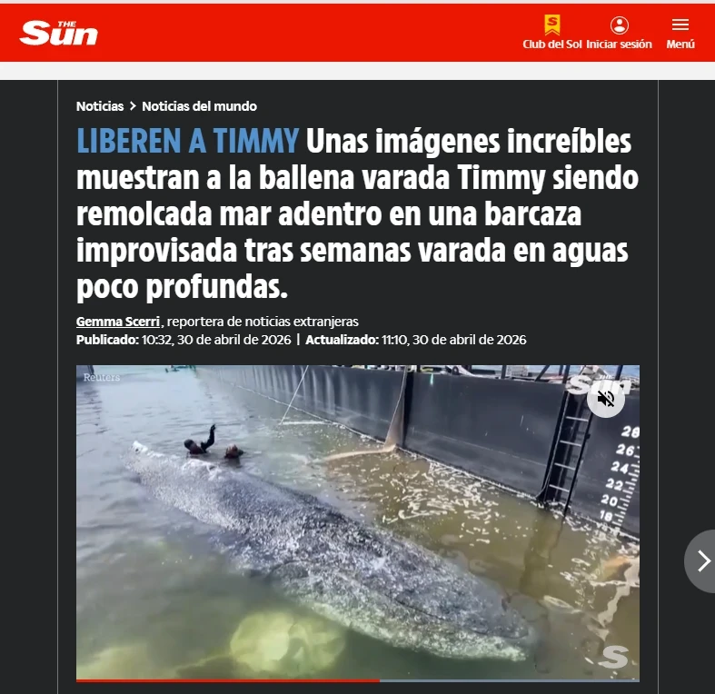 Rescate de la ballena Timmy en aguas poco profundas, siendo asistida por personas cerca de una barcaza para ser remolcada. La imagen muestra al cetáceo parcialmente sumergido durante el operativo de salvamento.