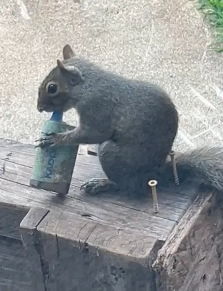 www tiktok com carly dane 124312833